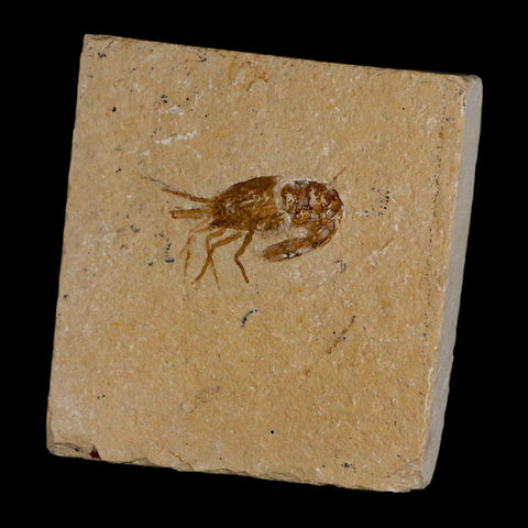 1.4" Fossil Shrimp Carpopenaeus Cretaceous Age 100 Mil Yrs Old Lebanon COA - Fossil Age Minerals