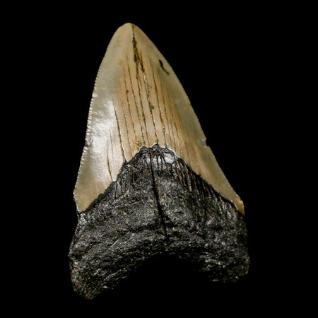 2.8" Quality Megalodon Shark Tooth Serrated Fossil Natural Miocene Age COA