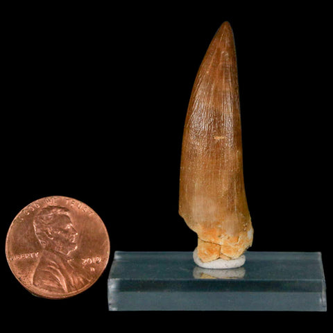 1.7" Plesiosaur Zarafasaura Tooth Fossil Cretaceous Dinosaur Era COA, Stand