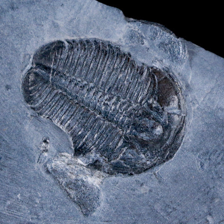 1.1" Elrathia Kingi Trilobite Fossil In Matrix House Range Utah Cambrian Age COA