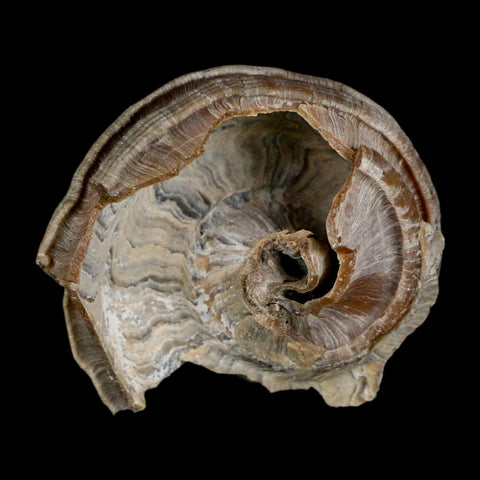 2.1" Ecphora Gardnerae Gastropod Fossil Shell Lee Creek Miocene Epoch North Carolina - Fossil Age Minerals