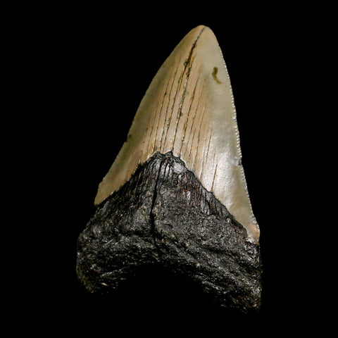 2.8" Quality Megalodon Shark Tooth Serrated Fossil Natural Miocene Age COA