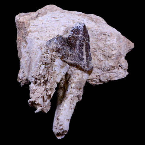 3.2" Pappocetus Lugardi Tooth On Fossil Bone Prehistoric Whale Eocene Age - Fossil Age Minerals