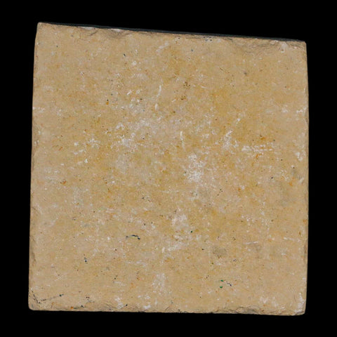 1.4" Fossil Shrimp Carpopenaeus Cretaceous Age 100 Mil Yrs Old Lebanon COA - Fossil Age Minerals