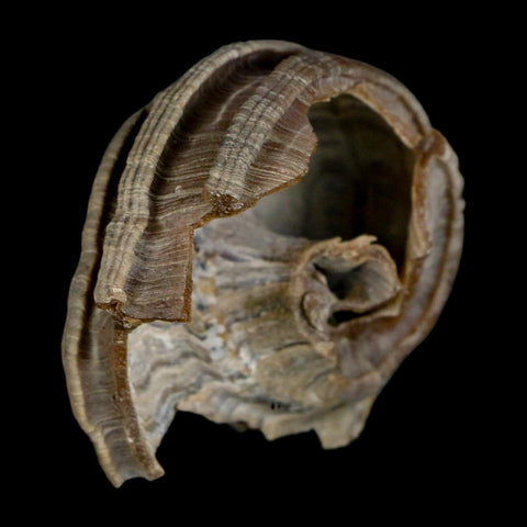 2.1" Ecphora Gardnerae Gastropod Fossil Shell Lee Creek Miocene Epoch North Carolina - Fossil Age Minerals
