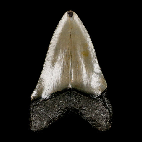 2.8" Quality Megalodon Shark Tooth Serrated Fossil Natural Miocene Age COA