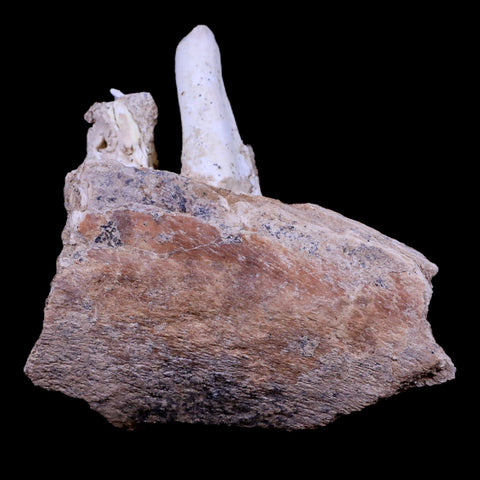 3.2" Pappocetus Lugardi Tooth On Fossil Bone Prehistoric Whale Eocene Age - Fossil Age Minerals