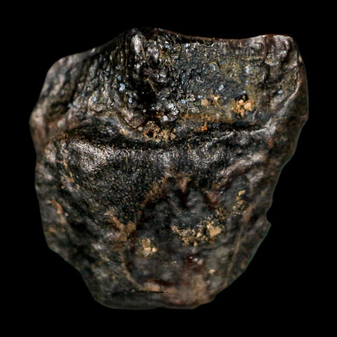 0.6" Triceratops Fossil Tooth Lance Creek FM Cretaceous Dinosaur WY COA Display - Fossil Age Minerals