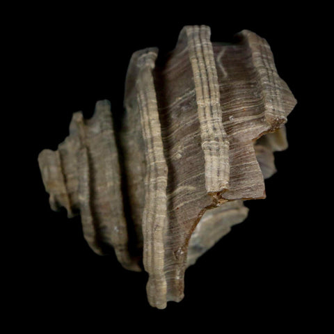 2.1" Ecphora Gardnerae Gastropod Fossil Shell Lee Creek Miocene Epoch North Carolina - Fossil Age Minerals