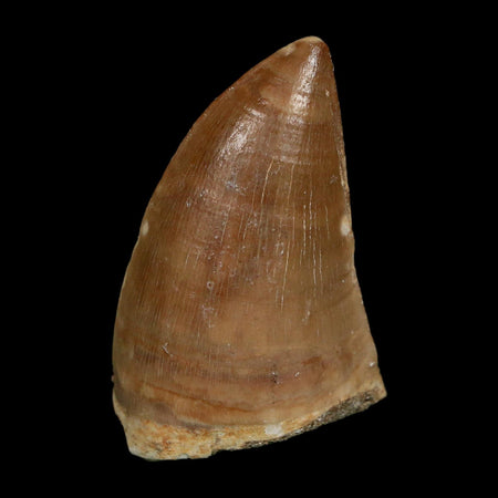 XL 2" Tylosaurus Mosasaur Fossil Tooth Cretaceous Dinosaur Era COA, Stand