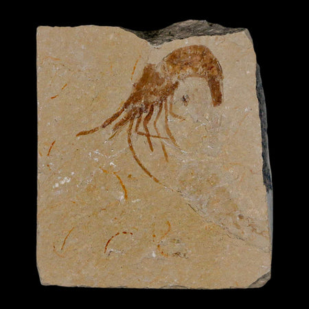 1.4" Fossil Shrimp Carpopenaeus Cretaceous Age 100 Mil Yrs Old Lebanon COA
