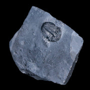 1.1" Elrathia Kingi Trilobite Fossil In Matrix House Range Utah Cambrian Age COA