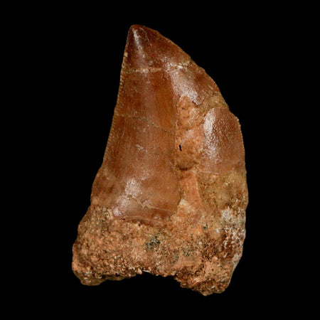 1.5" Carcharodontosaurus Serrated Fossil Tooth Cretaceous Theropod Dinosaur COA Display