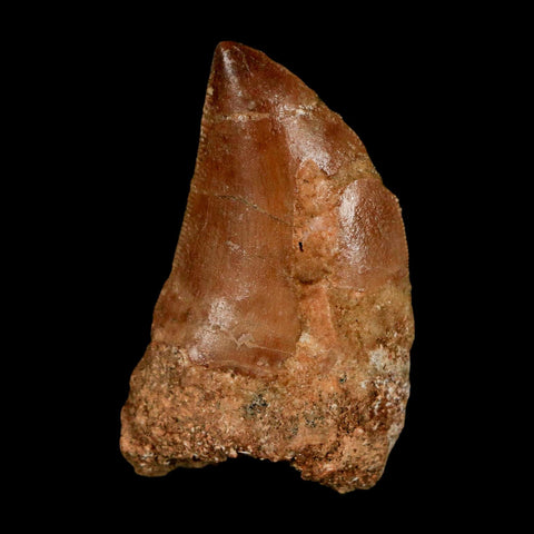 1.5" Carcharodontosaurus Serrated Fossil Tooth Cretaceous Theropod Dinosaur COA Display