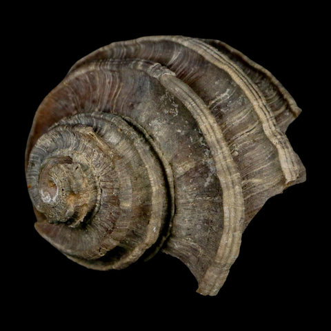 2.1" Ecphora Gardnerae Gastropod Fossil Shell Lee Creek Miocene Epoch North Carolina - Fossil Age Minerals