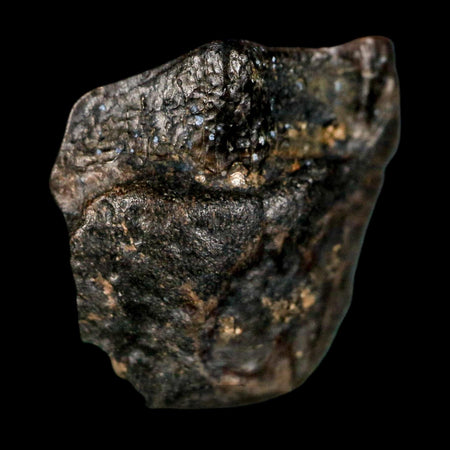 0.6" Triceratops Fossil Tooth Lance Creek FM Cretaceous Dinosaur WY COA Display