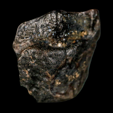 0.6" Triceratops Fossil Tooth Lance Creek FM Cretaceous Dinosaur WY COA Display - Fossil Age Minerals