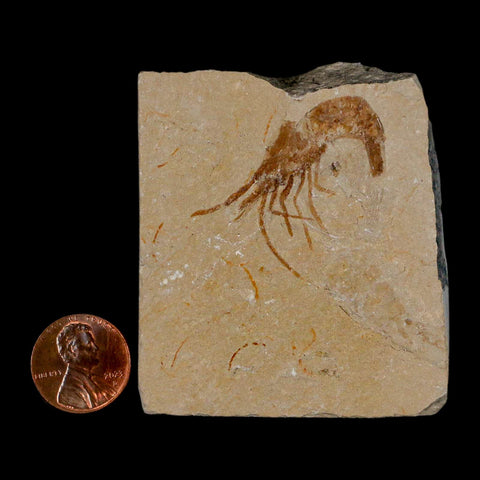 1.4" Fossil Shrimp Carpopenaeus Cretaceous Age 100 Mil Yrs Old Lebanon COA - Fossil Age Minerals