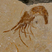 1.4" Fossil Shrimp Carpopenaeus Cretaceous Age 100 Mil Yrs Old Lebanon COA