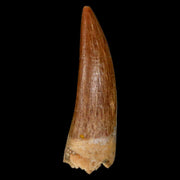 1.6" Plesiosaur Zarafasaura Tooth Fossil Cretaceous Dinosaur Era COA, Stand