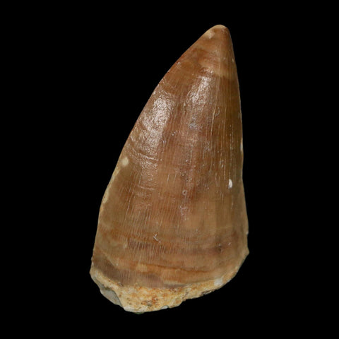 XL 2" Tylosaurus Mosasaur Fossil Tooth Cretaceous Dinosaur Era COA, Stand