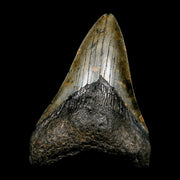 3.4" Quality Megalodon Shark Tooth Serrated Fossil Natural Miocene Age COA