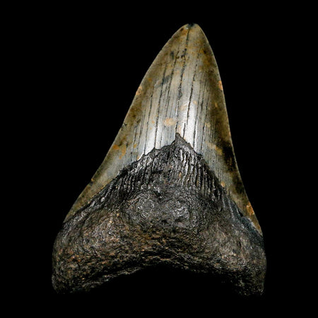 3.4" Quality Megalodon Shark Tooth Serrated Fossil Natural Miocene Age COA