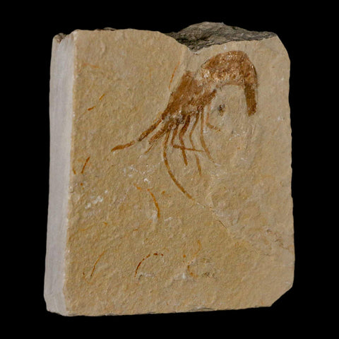 1.4" Fossil Shrimp Carpopenaeus Cretaceous Age 100 Mil Yrs Old Lebanon COA - Fossil Age Minerals