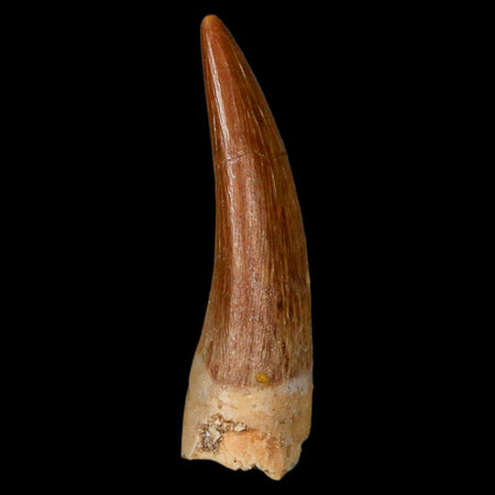 1.6" Plesiosaur Zarafasaura Tooth Fossil Cretaceous Dinosaur Era COA, Stand