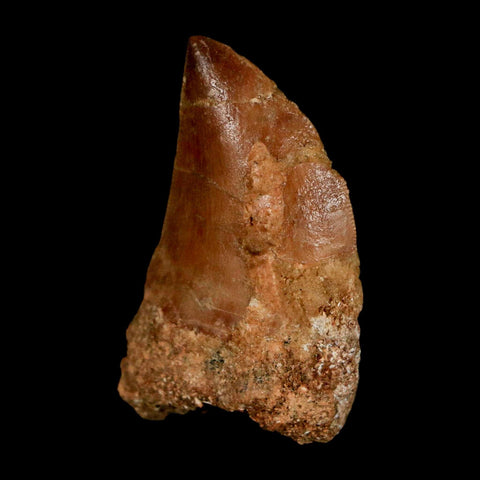 1.5" Carcharodontosaurus Serrated Fossil Tooth Cretaceous Theropod Dinosaur COA Display