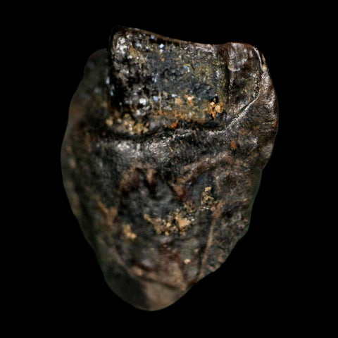 0.6" Triceratops Fossil Tooth Lance Creek FM Cretaceous Dinosaur WY COA Display - Fossil Age Minerals