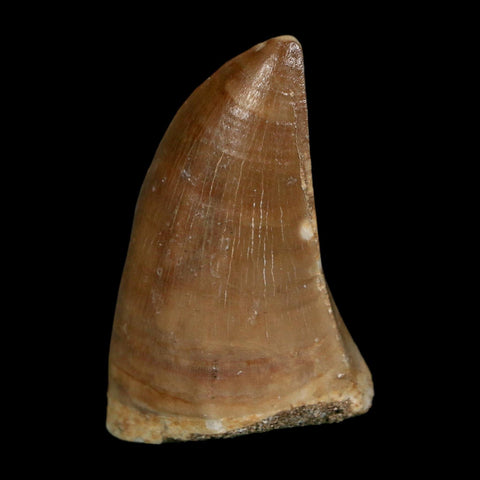 XL 2" Tylosaurus Mosasaur Fossil Tooth Cretaceous Dinosaur Era COA, Stand