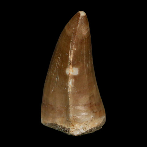 XL 2" Tylosaurus Mosasaur Fossil Tooth Cretaceous Dinosaur Era COA, Stand