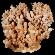 XL 4.5" Botryoidal Aragonite Cave Calcite Crystal Cluster Mineral Specimen Morocco