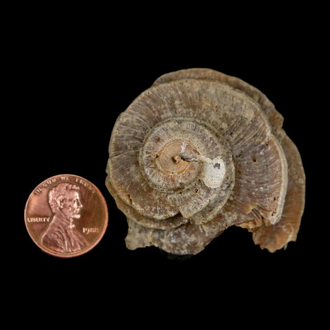1.9" Ecphora Gardnerae Gastropod Fossil Shell Lee Creek Miocene Epoch North Carolina - Fossil Age Minerals