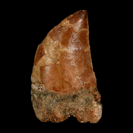 1.5" Carcharodontosaurus Serrated Fossil Tooth Cretaceous Theropod Dinosaur COA Display