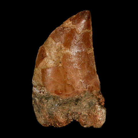 1.5" Carcharodontosaurus Serrated Fossil Tooth Cretaceous Theropod Dinosaur COA Display