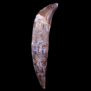 XL 7.2" Basilosaurus Tooth Prehistoric Whale 40-34 Mil Yrs Old Late Eocene COA