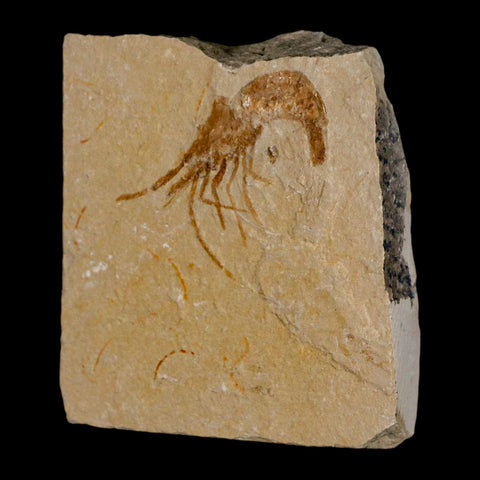 1.4" Fossil Shrimp Carpopenaeus Cretaceous Age 100 Mil Yrs Old Lebanon COA - Fossil Age Minerals