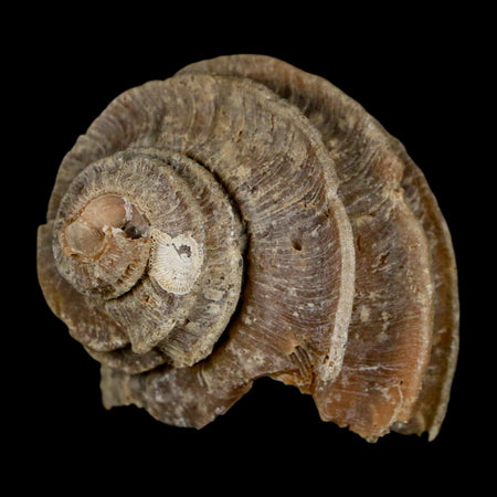 1.9" Ecphora Gardnerae Gastropod Fossil Shell Lee Creek Miocene Epoch North Carolina