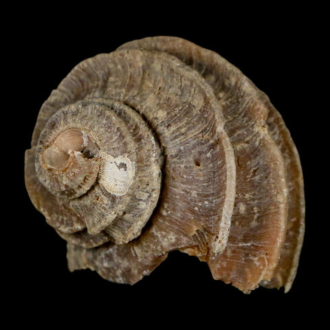 1.9" Ecphora Gardnerae Gastropod Fossil Shell Lee Creek Miocene Epoch North Carolina - Fossil Age Minerals