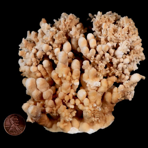 XL 4.5" Botryoidal Aragonite Cave Calcite Crystal Cluster Mineral Specimen Morocco - Fossil Age Minerals