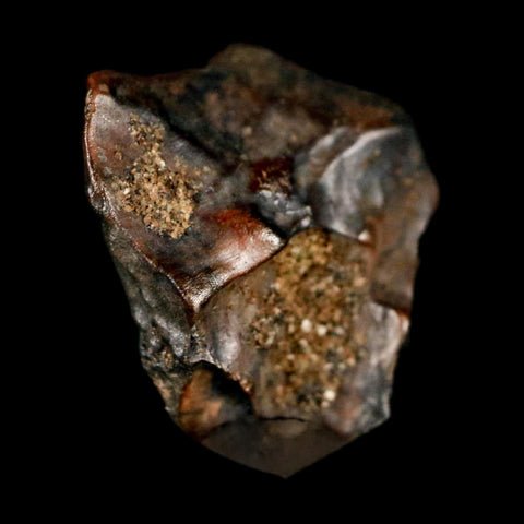 0.6" Triceratops Fossil Tooth Lance Creek FM Cretaceous Dinosaur WY COA Display - Fossil Age Minerals