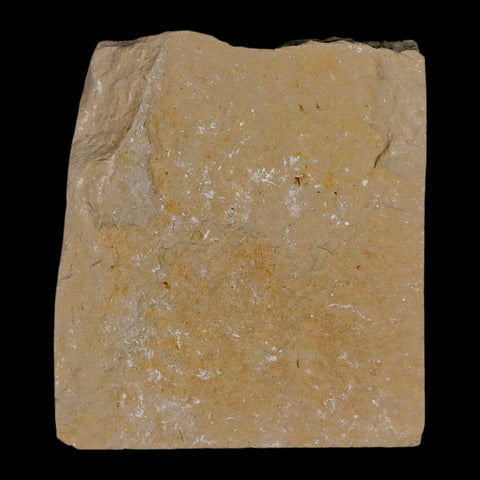 1.4" Fossil Shrimp Carpopenaeus Cretaceous Age 100 Mil Yrs Old Lebanon COA - Fossil Age Minerals
