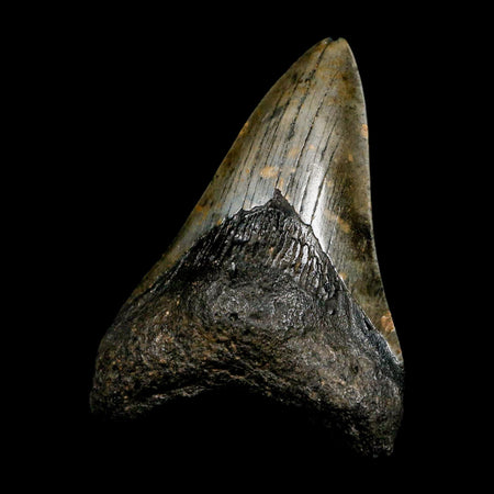 3.4" Quality Megalodon Shark Tooth Serrated Fossil Natural Miocene Age COA
