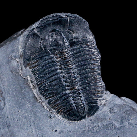 1" Elrathia Kingi Trilobite Fossil In Matrix House Range Utah Cambrian Age COA