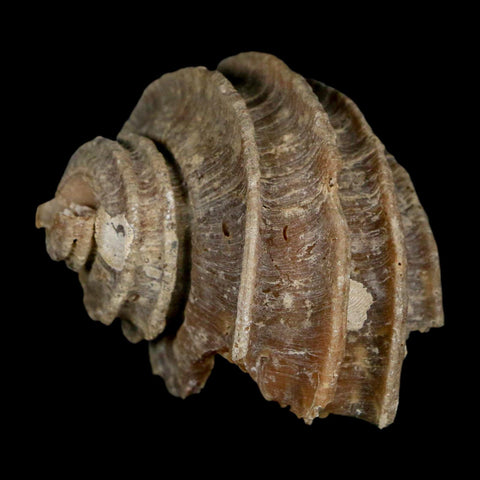 1.9" Ecphora Gardnerae Gastropod Fossil Shell Lee Creek Miocene Epoch North Carolina - Fossil Age Minerals