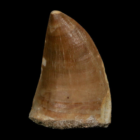 XL 2" Tylosaurus Mosasaur Fossil Tooth Cretaceous Dinosaur Era COA, Stand