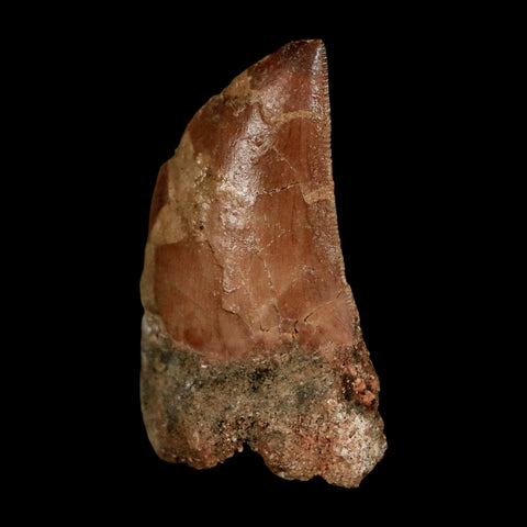 1.5" Carcharodontosaurus Serrated Fossil Tooth Cretaceous Theropod Dinosaur COA Display