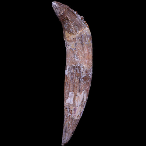 XL 7.2" Basilosaurus Tooth Prehistoric Whale 40-34 Mil Yrs Old Late Eocene COA - Fossil Age Minerals